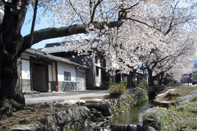 桜並木と雄川堰